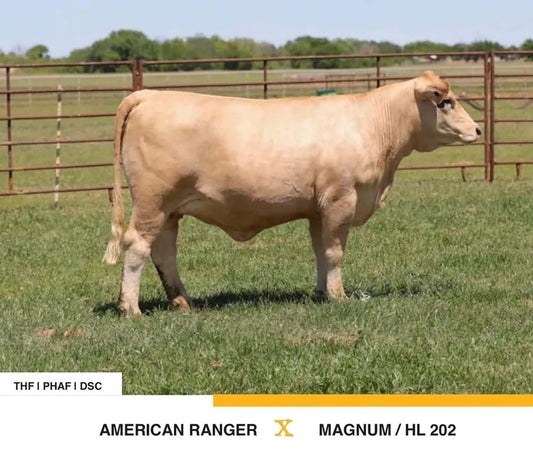 Magnum PI granddaughter bred by us sells for $11,500 in Pott's Revival sale   to Kannon Kirk.  More like her available at the ranch!
