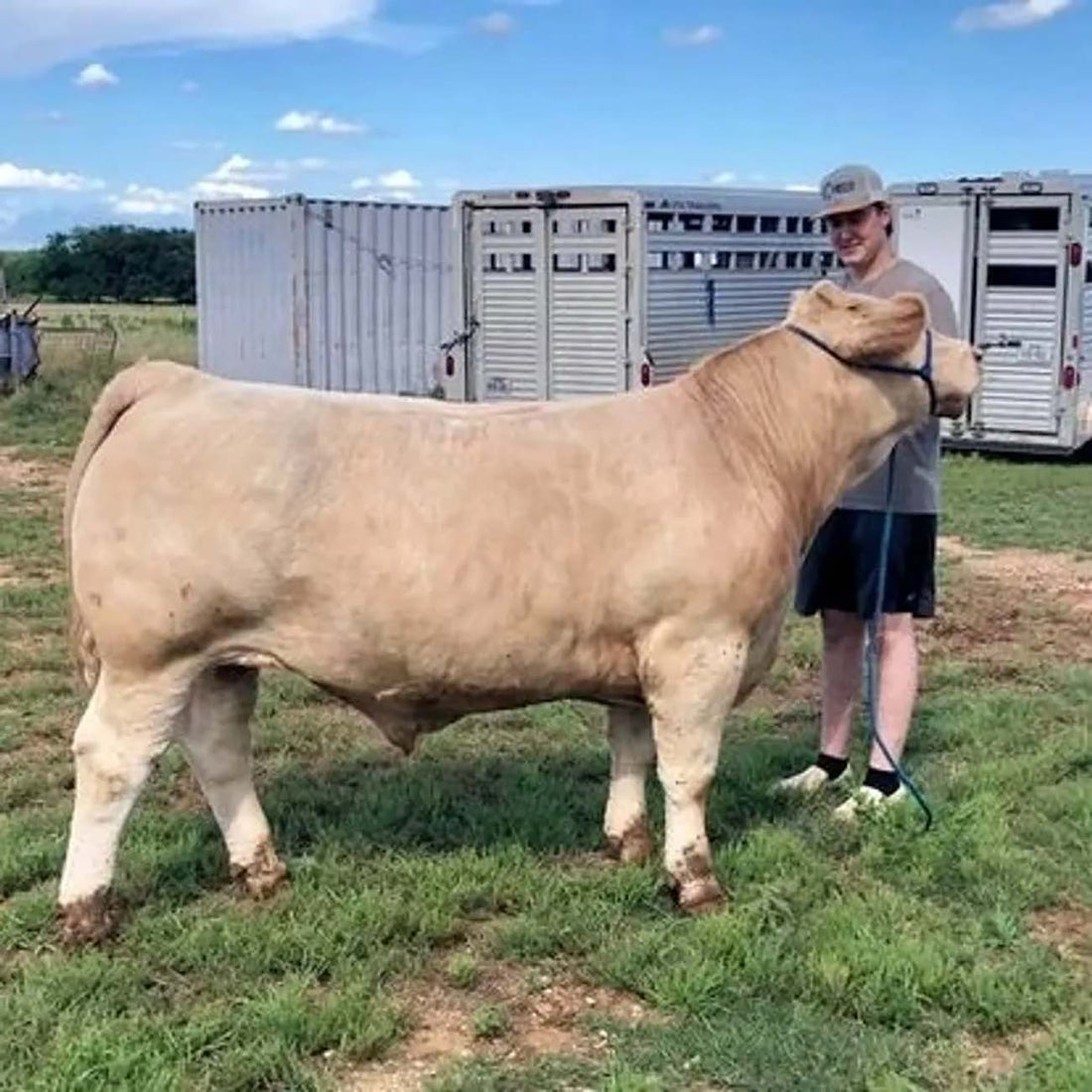 Parker county livestock show