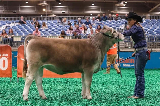 Reserve Grand Champion  PB female