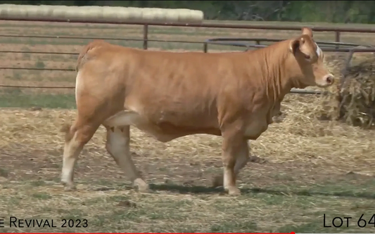Second high selling American in Potts' Revival sale bred by us. Sold to Kolten Thigpen for $15,000!