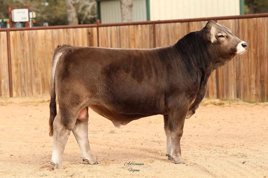 Sold to Todd Hill's Diamond H Ranch in the 2024 National Sale!